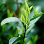 茶樹手工精油皂